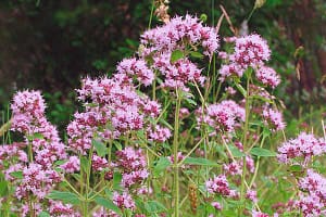 Как выглядит душица фото