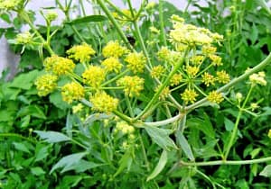 Любисток применение