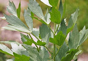 Трава любисток свойства применение