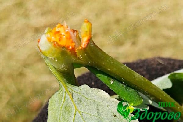 Какой бывает сок у чистотела