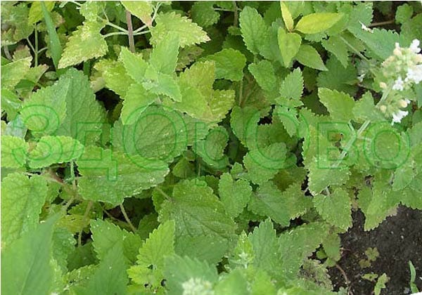 Мелисса лимонная - лекарственная