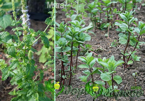 отличия мяты