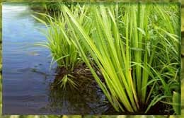 лечебные свойства аира и противопоказания