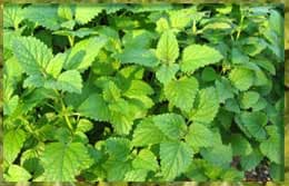 Мелисса лимонная