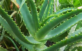 Алоэ. Применение в домашних условиях