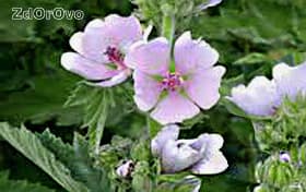 Алтей лекарственный