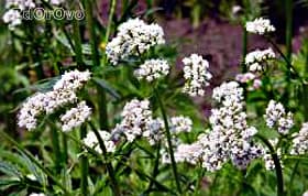 Лекарственная Валериана. Лечебные свойства и противопоказания