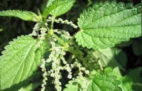 Крапива. Полезные свойства и противопоказания