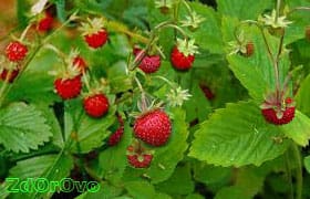 Земляника лесная: чем она полезна