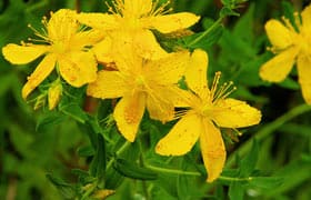 Зверобой. Полезные свойства и противопоказания
