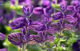Шалфей. Лечебные | полезные свойства и противопоказания