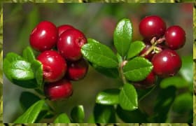 Чем полезна брусника