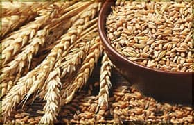 Как проращивать зерно правильно