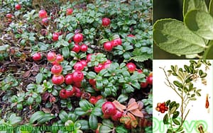 Брусника Фото, ягода