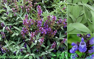 Шалфей лекарственный. Фото и описание