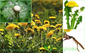 Одуванчик фото