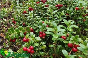 брусники листья для чего