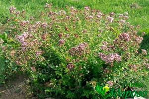 Душица лекарственная