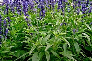 как выглядит шалфей