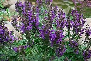 шалфей лекарственный