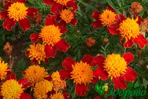 бархатцы с лекарственными свойствами