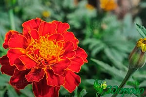 красный цветок бархатцев лечебный