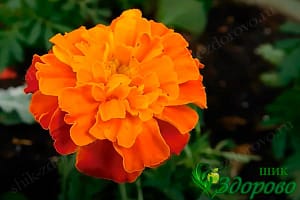 ярко-желтый цветок бархатцев