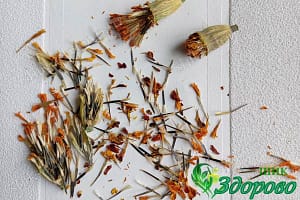 семенные коробочки тагетеса