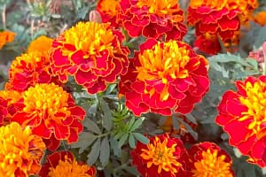 цветки бархатцев лечебные свойства