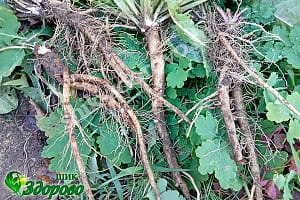 как выглядит корень одуванчика