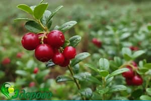 какие витамины в бруснике