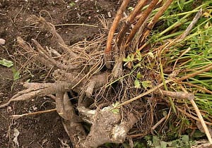 Корень любистка рецепт