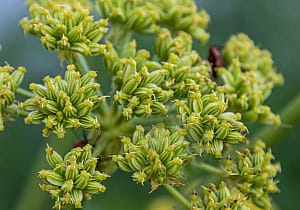 Любисток применение