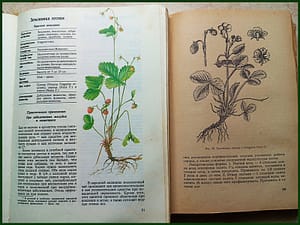 книги про землянику