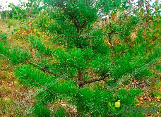 свойства сосны