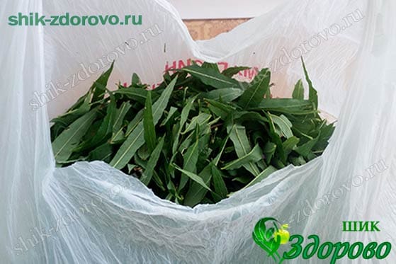 Как собирать листья кипрея