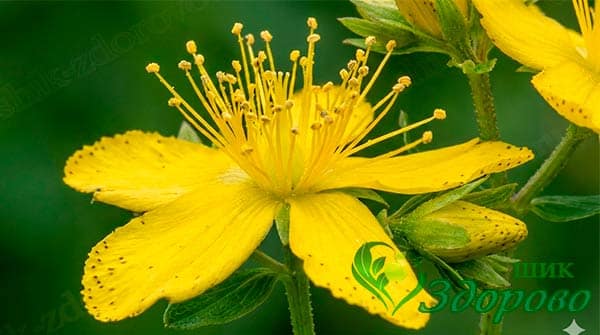 трава зверобой лечебные свойства