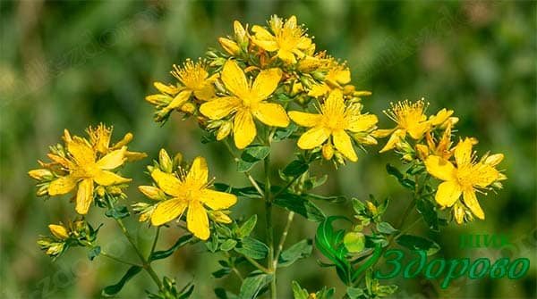 Трава зверобой