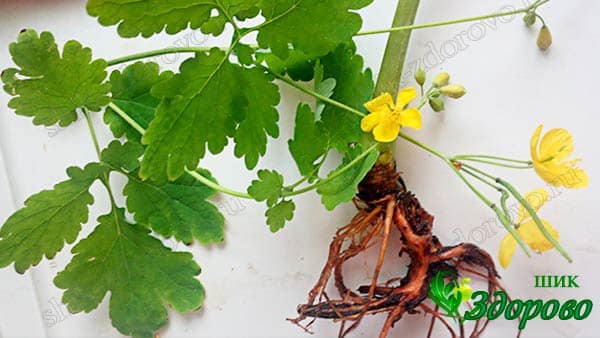 Чистотел описание