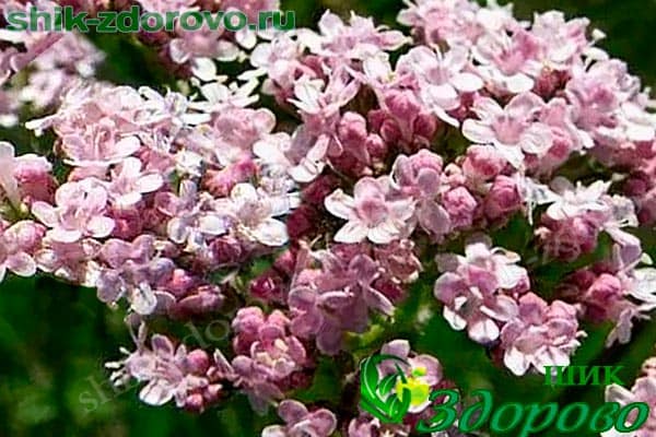 Валериана лекарственная