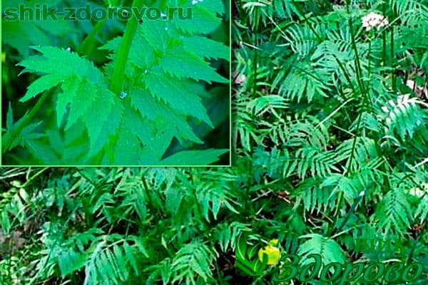 валериана польза