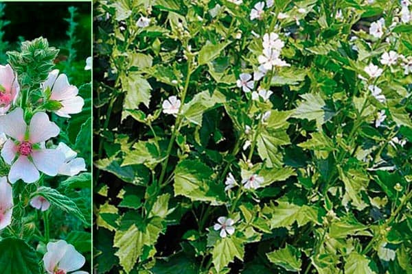 Алтей лекарственный растение