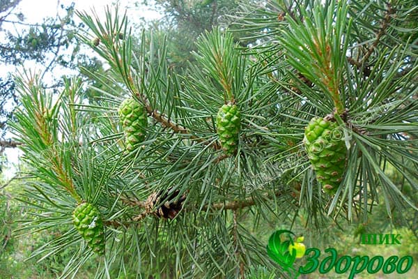 молодые и взрослые шишки сосны
