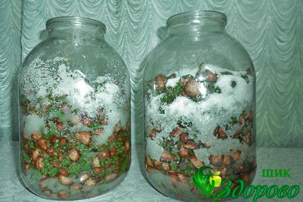 молодые шишки сосны применение