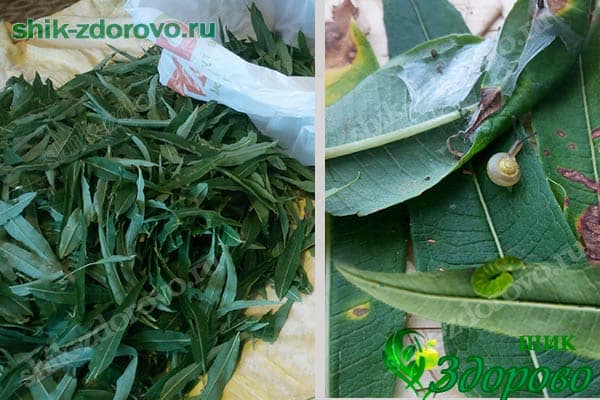 Как перебрать лист кипрея