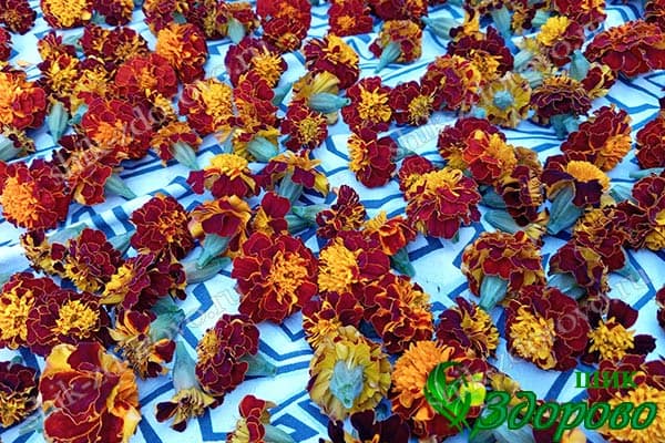 Цветки бархатцев сушатся