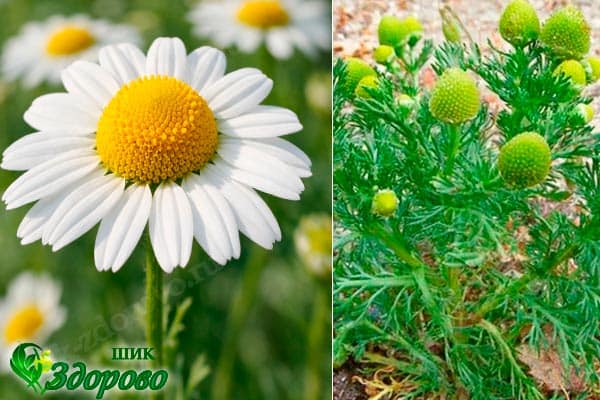 Ромашка лекарственная и пахучая