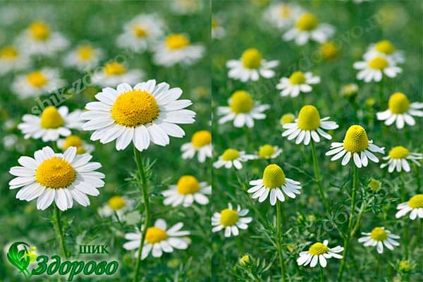 Ромашка аптечная чем полезна