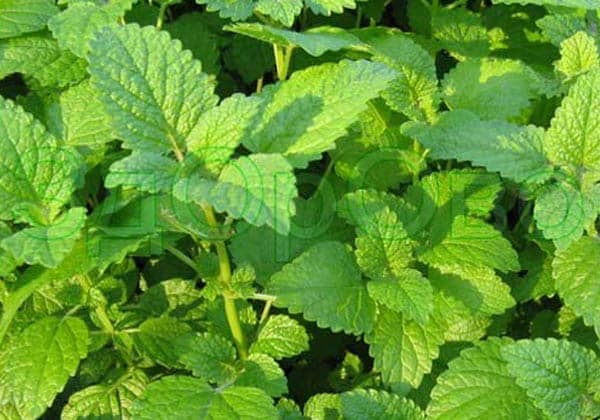 Мелисса. Польза и вред