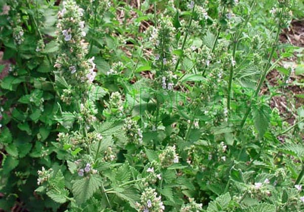 Мелисса трава. Полезные свойства и противопоказания